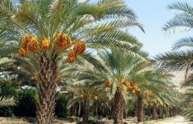 هشدار درباره افزایش خطر پژمردگی خوشه و ترشیدگی خرما در بوشهر