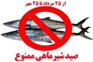صید ماهی شیر در بوشهر دو ماه ممنوع شد