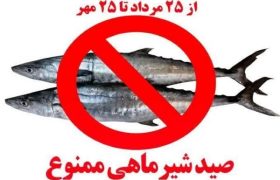 صید ماهی شیر در بوشهر دو ماه ممنوع شد