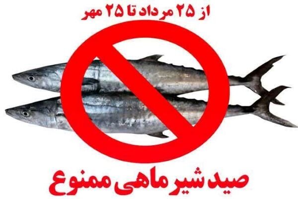 صید ماهی شیر در بوشهر دو ماه ممنوع شد