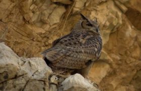 شاه‌بوف در منطقه شکارممنوع ارم دشتستان مشاهده شد