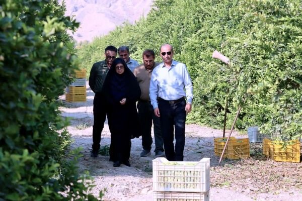 پیش‌بینی برداشت ۱۵ هزار تن مرکبات از باغات دشتی