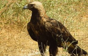 ثبت رکورد جدید از عقاب شاهی در تنگستان