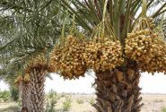 عسکری: مسائل آب، کشاورزی و محیط زیست بوشهر با جدیت پیگیری می‌شود