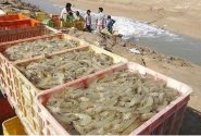 پیش‌بینی جهش تولید میگوی بوشهر با تقویت اقدامات پیشگیرانه
