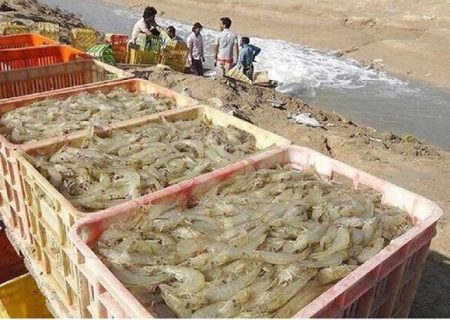 پیش‌بینی جهش تولید میگوی بوشهر با تقویت اقدامات پیشگیرانه